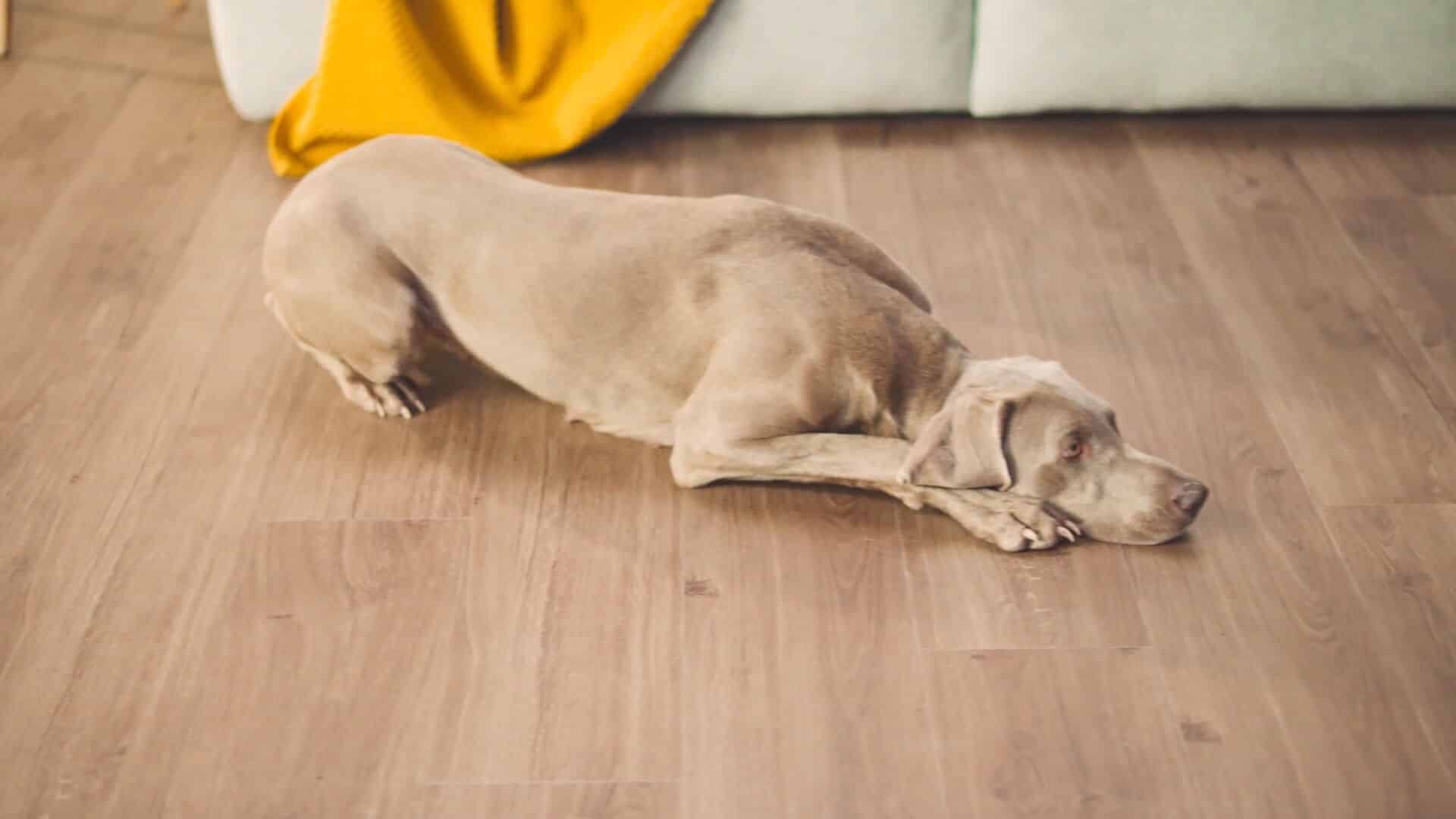 Hund schlafend auf dem Parador Modular ONE Boden